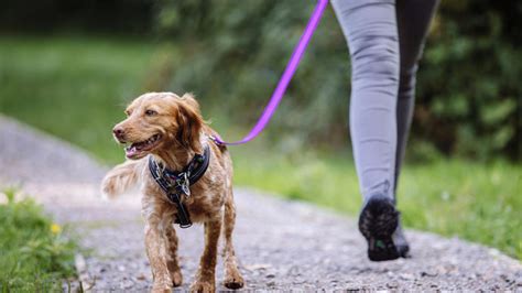 Find Out How We Help Pets And People Across The Uk Blue Cross
