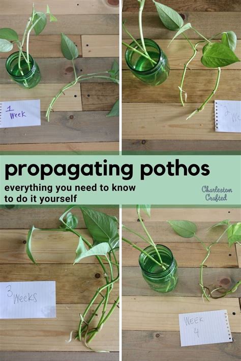 The Easiest Way To Propagate Pothos Plants From Cuttings Plants