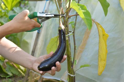 How To Prune Eggplant And Why It S Good For Your Harvest