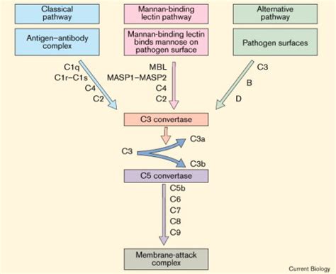 The Complement System Current Biology