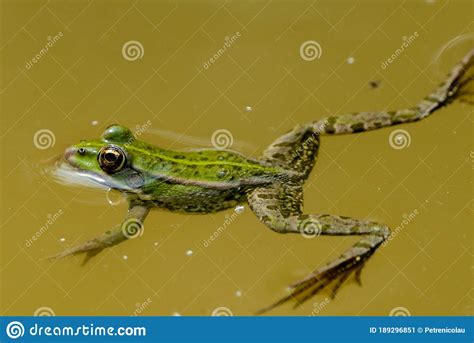 Relaxing Frog Stock Image Image Of Animal Relaxing 189296851
