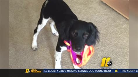 11 Year Olds Missing Service Dog Found Dead Abc11 Raleigh Durham