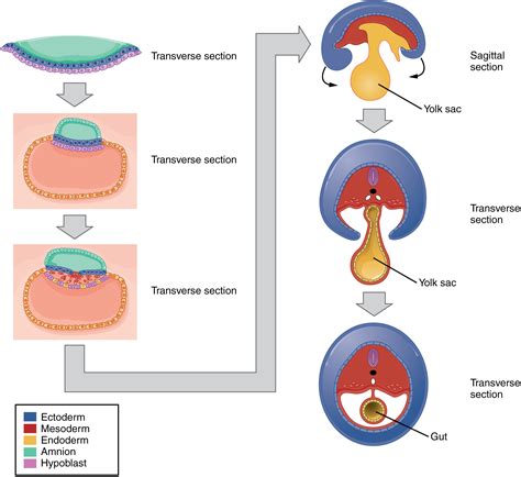 Anatomy And Physiology Embryonic Development