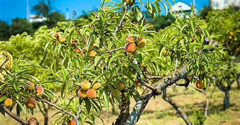 How To Grow And Care For Peach Trees Gardeners Path