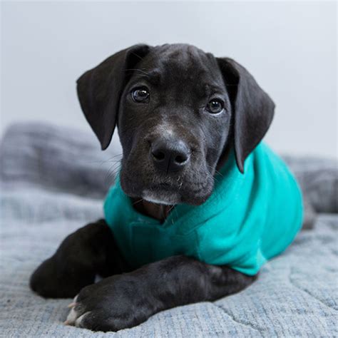 They are family raised with lots of love from children, so any home with children invol. Find Great Dane Puppies For Sale & Breeders In California