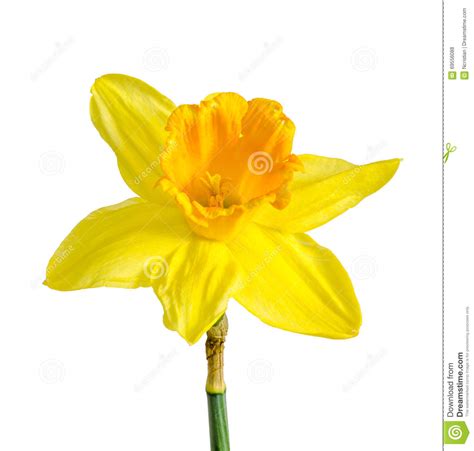 Yellow Daffodil Narcissus Flower Close Up Isolated On White B Stock