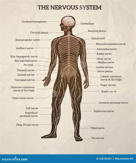Vettoriale Stock Spinal Nerves Chart Spinal Cord Peripheral Nervous