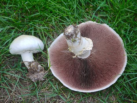 The Edible And Delicious Horse Mushroom Agaricus Arvensis Wild