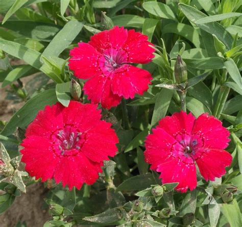 Maiden Pinks Brilliant Dianthus Deltoides Applewood Seed Company