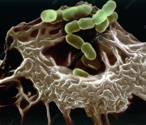 Macrophage Engulfing Bacteria Sem Stock Image C0488689 Science
