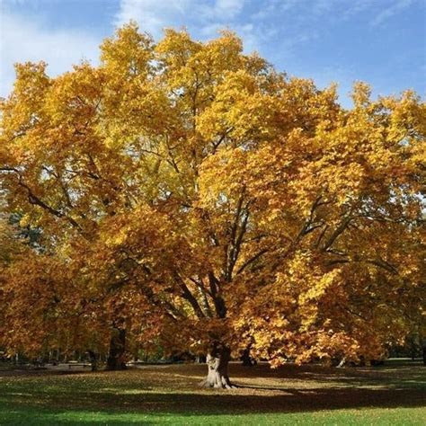American Sycamore Tree — Plantingtree