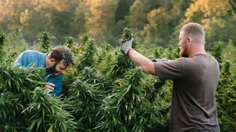 How To Harvest Hemp A Complete Guide Growing Magazine