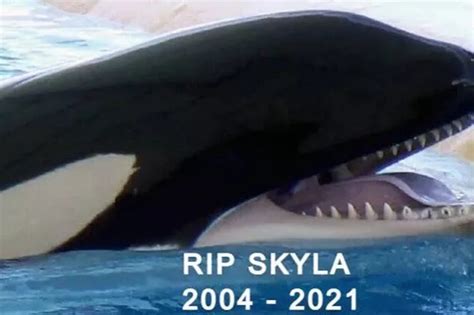 Daughter Of Famous Blackfish Killer Whale Tilikum Dies Aged 17