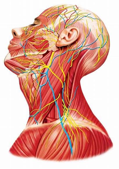 Neck Head Anatomy Surgery System