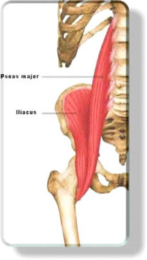 Other muscles in the region are usually involved. Muscular System - Hip Flexor Muscles