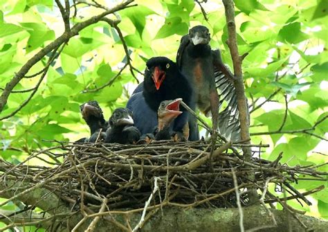 地區 香港仔 灣仔 西營盤 上環 小西灣 筲箕灣 淺水灣 鰂魚涌 薄扶林 北角 北角半山 西半山 東半山 中半山 堅尼地城 跑馬地 柴灣 銅鑼灣 黃竹坑 長沙灣 牛頭角. 保護遊客後腦杓 北市動物園拉起「藍鵲育幼專區」封鎖線 - 生活 - 自由時報電子報