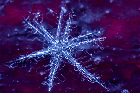 Those Damn Snowflakes By Marat Gizatulin Cool Tickling