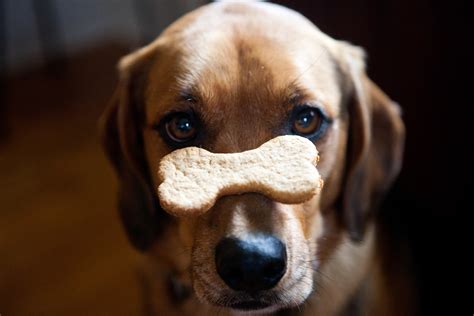 Literature / bag of bones. National Dog Biscuit Day | Hoover Public Library