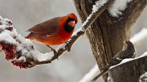 Northern Cardinal On Snowy Branch