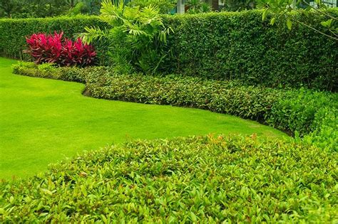 Shrubs And Bushes For Sale Buying And Growing Guide