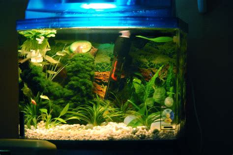 Then, let the bag float in the tank for a few minutes to give the fish time to get used to the new tank temperature. Diy Betta Aquarium | Joy Studio Design Gallery - Best Design