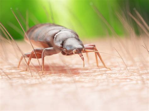 3 Reasons Why Bed Bugs Are So Hard To Exterminate