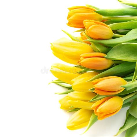 Bouquet Of Colorful Tulips Isolated On White Flat Lay Stock Image