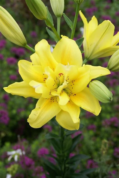 Lily Asiatic Fata Morgana 6 Flower Bulbs Euroblooms
