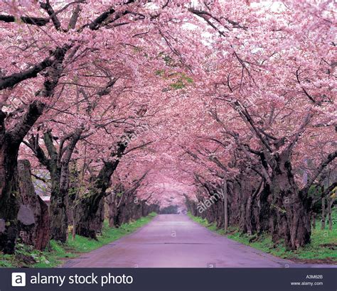 Road Nature Path Trees Cherry Blossoms Stock Photo Alamy