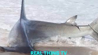 Large Hammerhead Shark Caught Near Sebastian Youtube