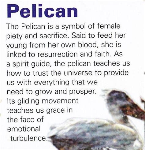 Pelican Spirit Guide Spirit Guides Animal Spirit Guides Spirit