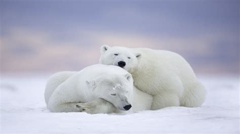 Ugroženi Polarni Medvedi Youtube