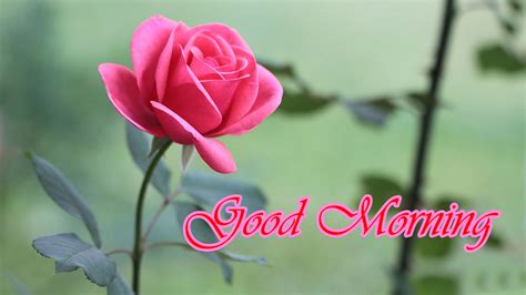 Romantic good morning text for her. Romantic Good Morning Images with Picture of Rose Flower ...