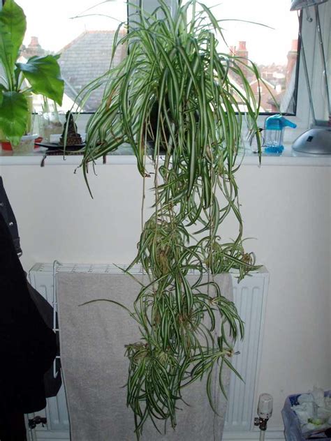 Trimming Spider Plant Leaves: How To Prune A Spider Plant