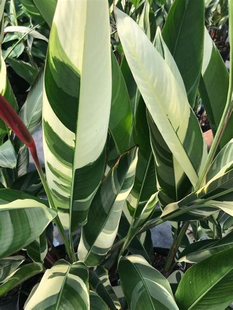 Parakeet flower, lady di heliconia. Heliconia Psittacorum Variegated 'Lady Di' | Heliconia plant