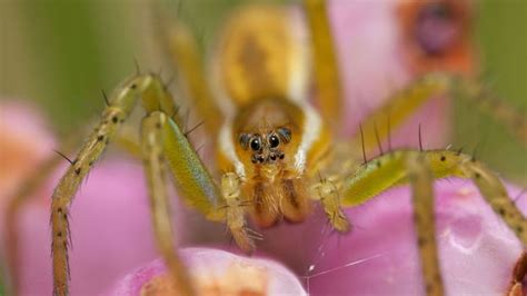 BBC Earth Dark Secrets Of Britains Sexiest Spiders