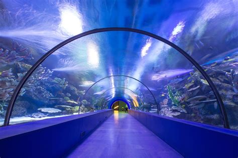 Dubai Plans Face Scanning Virtual Aquarium Tunnel At Airport