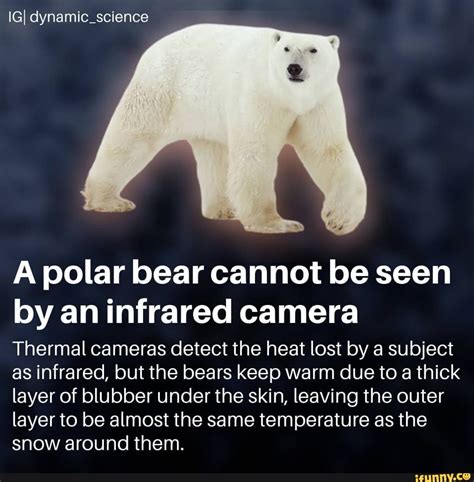 Igi Dynamic Science A Polar Bear Cannot Be Seen By An Infrared Camera
