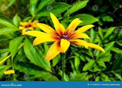 Black Eyed Susan Flowers In Garden Nature Stock Photo Image Of