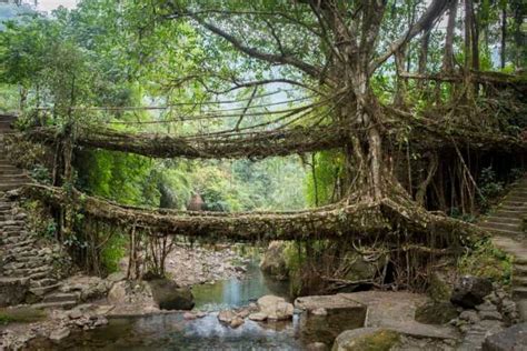 Double Decker Living Root Bridge Trek In Meghalaya Travel Guide