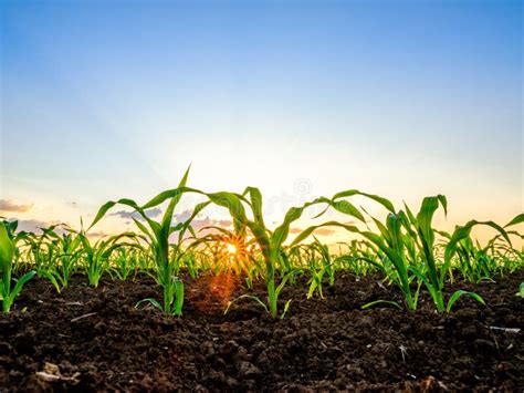 Green Corn Maize Plants On A Field Stock Image Image Of Agricultural