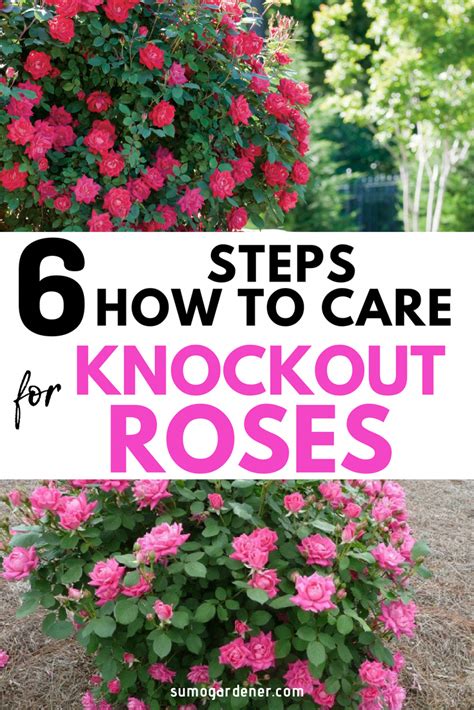 Flower Garden Basic Guide Flowergardentips Knockout Roses Knockout