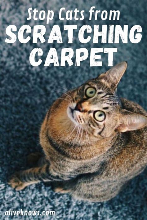 How Can I Stop My Cat Scratching The Carpet Cat Lovster