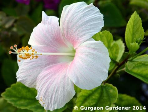 Check spelling or type a new query. Gurgaon Gardener: Summer Sizzler - 7. Hibiscus, Chinese ...