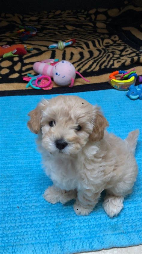 2 likes · 5 talking about this. Maltipoo Puppies For Sale | Sioux Falls, SD #289615