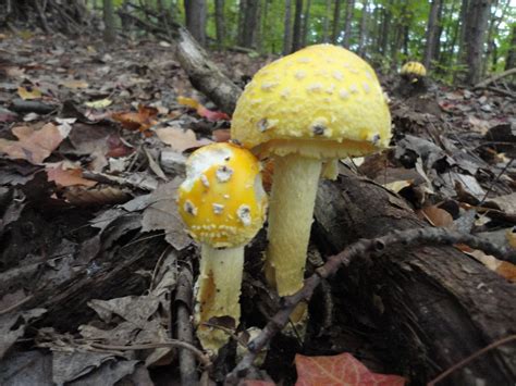 Wild Mushrooms In The Woods Of Michigan Wild Mushrooms