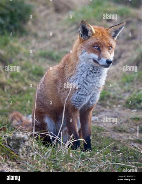 European Red Fox Vulpes Vulpes Stock Photo Alamy
