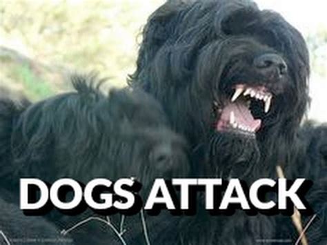 black russian terrier attack youtube