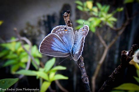 Miami Blue Butterfly By Dipa Rudra Ghose