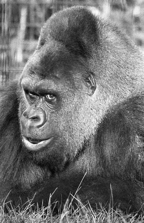 The Incredible Story Of London Zoos Most Famous Gorilla Mylondon